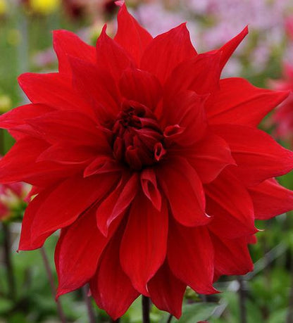 Babylon Red Dinnerplate Dahlia Bulb - Blue Buddha Farm