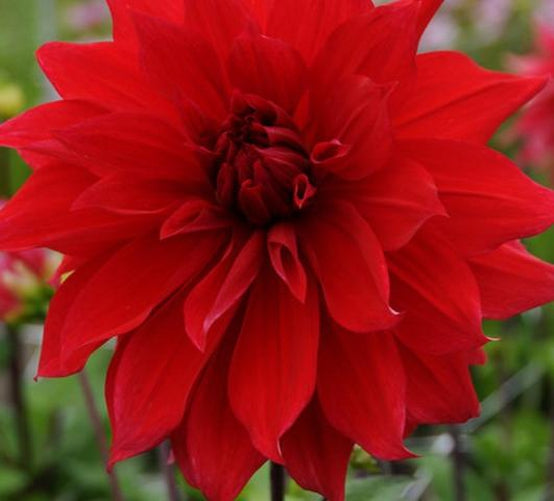 Babylon Red Dinnerplate Dahlia Bulb - Blue Buddha Farm