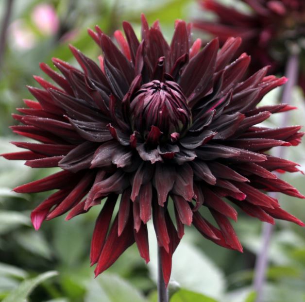 Black Touch Ball Dahlia Bulb - Blue Buddha Farm