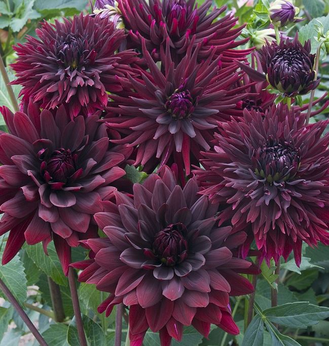 Black Touch Ball Dahlia Bulb - Blue Buddha Farm