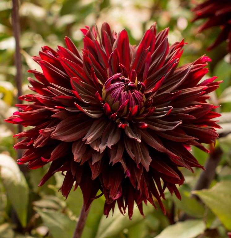 Black Touch Ball Dahlia Bulb - Blue Buddha Farm