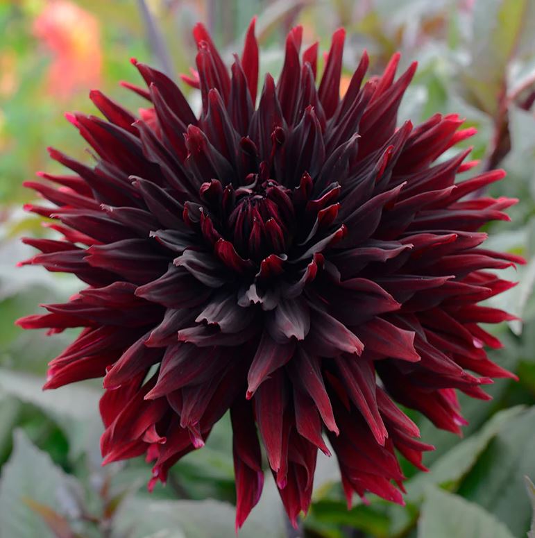 Black Touch Ball Dahlia Bulb - Blue Buddha Farm