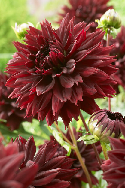 Black Touch Ball Dahlia Bulb - Blue Buddha Farm