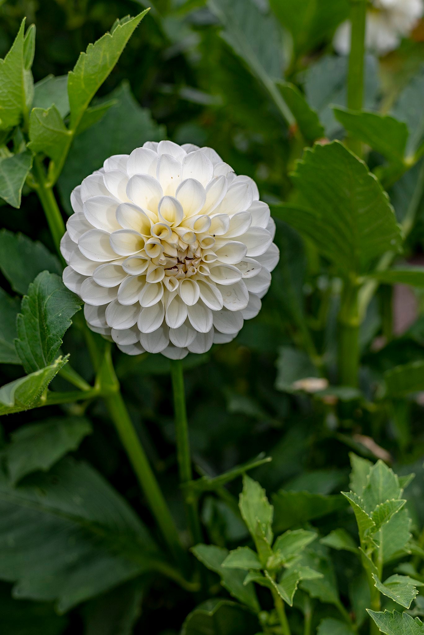 Boom Boom White Ball Dahlia Bulb - Blue Buddha Farm