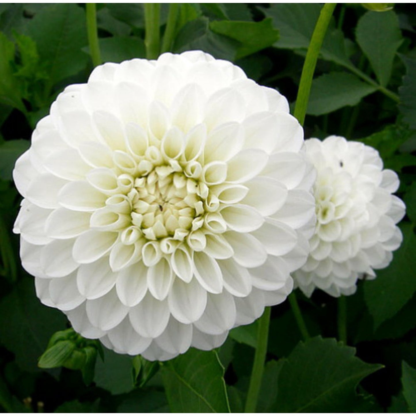 Boom Boom White Ball Dahlia Bulb - Blue Buddha Farm