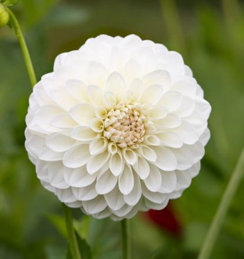 Boom Boom White Ball Dahlia Bulb - Blue Buddha Farm