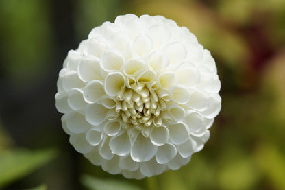 Boom Boom White Ball Dahlia Bulb - Blue Buddha Farm