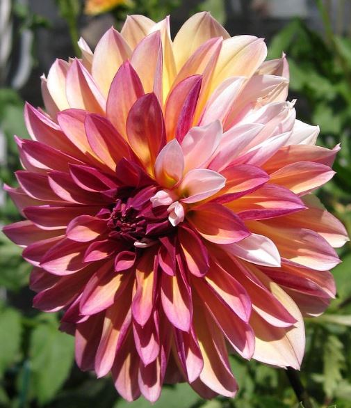 Caribbean Fantasy Decorative Dahlia - Blue Buddha Farm