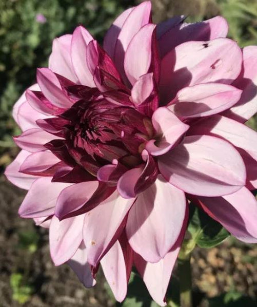 Vivid close-up of Crème de Cassis Dahlia, with deep wine-red petals and delicate lavender-pink edges, revealing a mysterious dark center that exudes natural elegance.