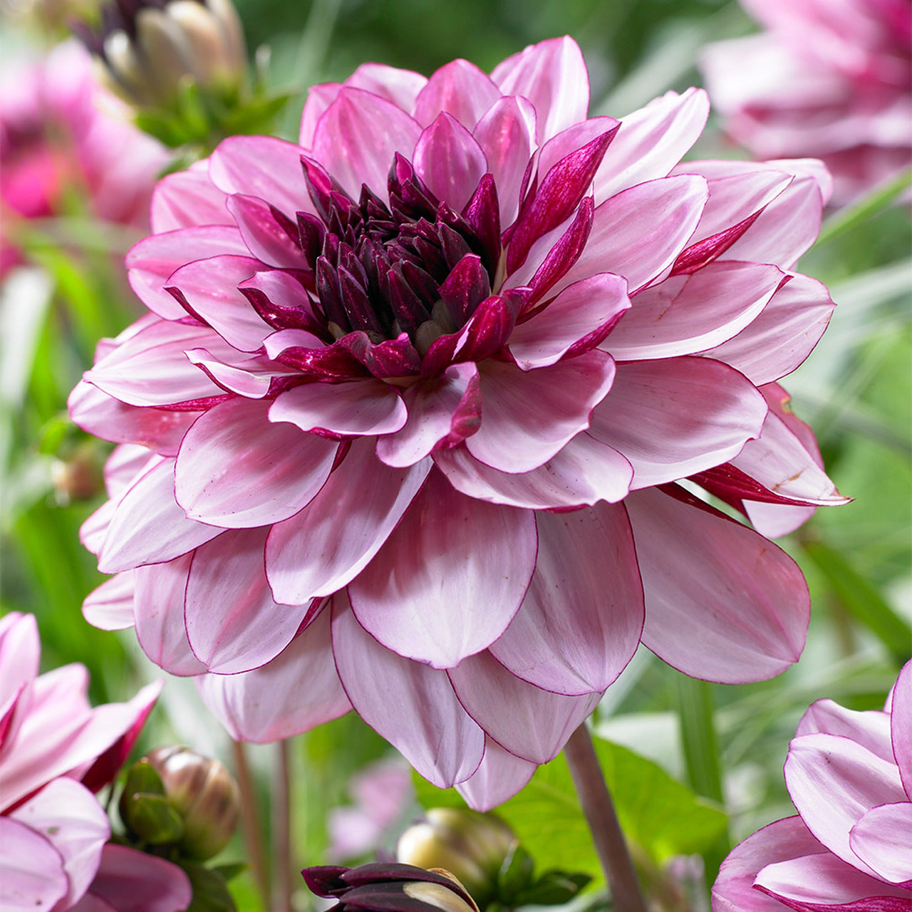 Stunning Crème de Cassis Dahlia bloom unfurling in a garden oasis, displaying rich wine-red tones accented by subtle lavender-pink hues and an enigmatic dark core