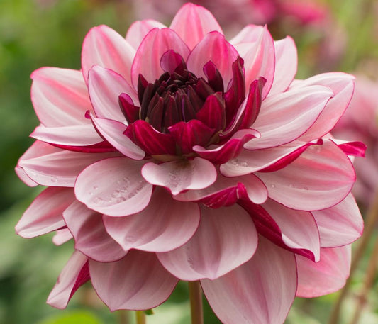 Crème de Cassis Dahlia showcasing dark wine-red buds that unfurl into exquisite 4 to 6-inch blossoms with delicate lavender-pink accents and a mysterious dark center, adding natural elegance to any garden oasis