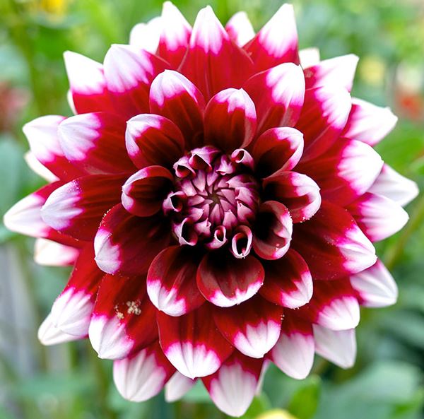 Duet Decorative Dahlia Bulb - Blue Buddha Farm