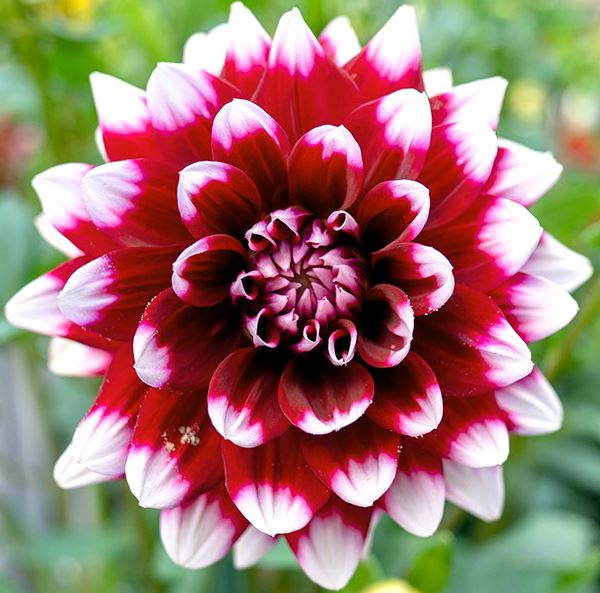Duet Decorative Dahlia