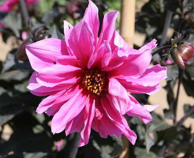 Close-up of Dahlia 'Fascination' showcasing deep rose-pink semi-double peony blooms paired with striking greenish purple foliage.