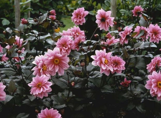 Dahlia 'Fascination' with deep rose-pink semi-double peony blooms and greenish purple leaves, creating a dramatic garden display.