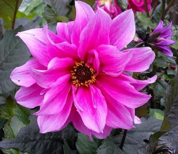 Vibrant Dahlia 'Fascination' tuber displaying its signature peony form with deep rose-pink blooms against bold greenish purple foliage.