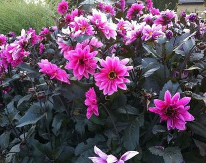 Stunning Dahlia 'Fascination' with semi-double deep rose-pink flowers and greenish purple leaves, creating a dramatic focal point in the garden.