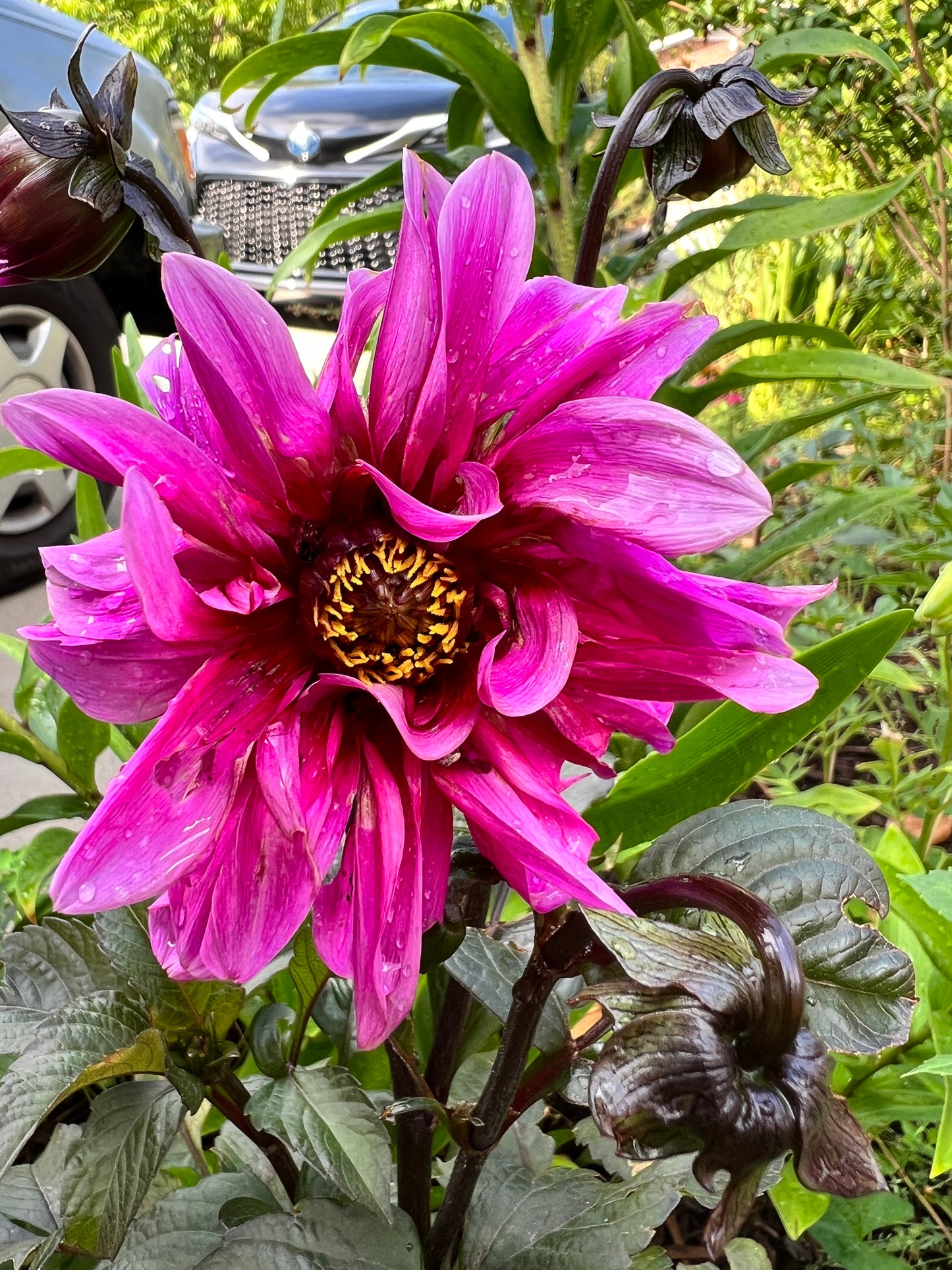 Elegant Dahlia 'Fascination' in full bloom, featuring dramatic deep rose-pink petals and contrasting greenish purple leaves in a garden setting