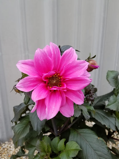 Artistic view of Dahlia 'Fascination' with lush deep rose-pink semi-double flowers and distinctive greenish purple leaves.