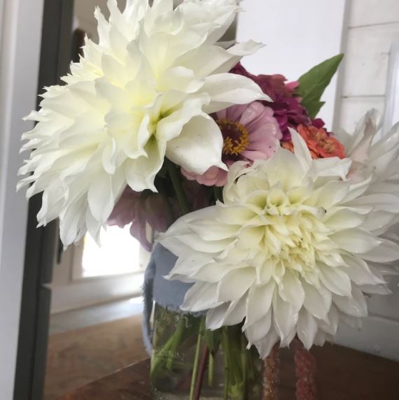 Fleurel Dinnerplate Dahlia