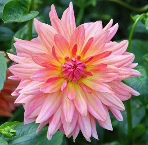 Melody Gypsy Decorative Dahlia