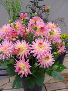Melody Gypsy Decorative Dahlia