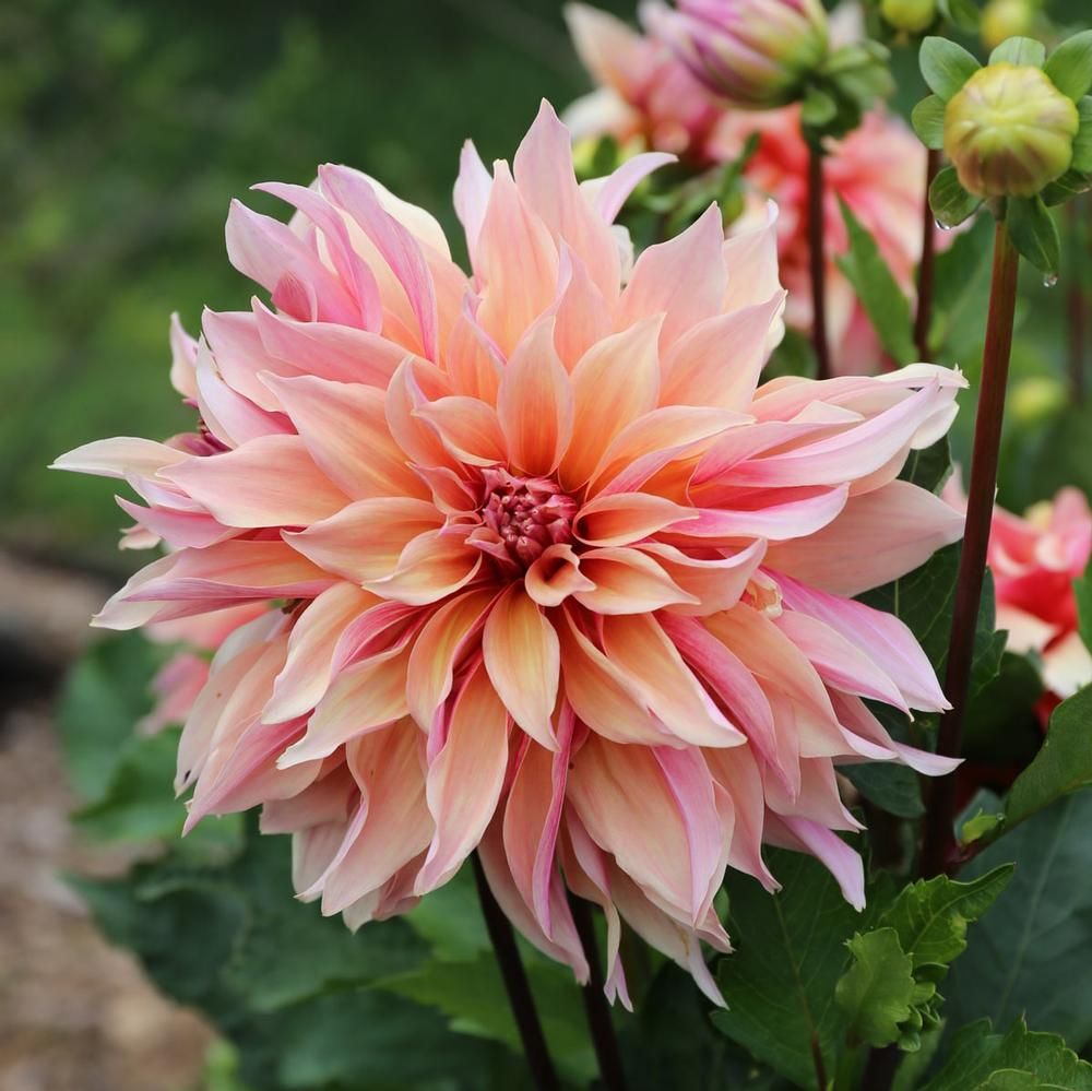 Labyrinth Dinnerplate Dahlia - Blue Buddha Farm