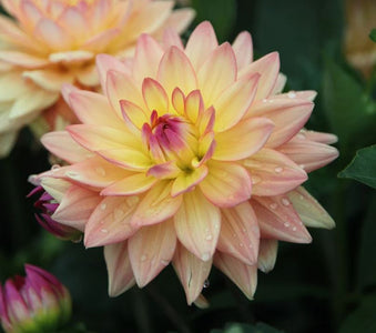 Melody Dora Decorative Dahlia