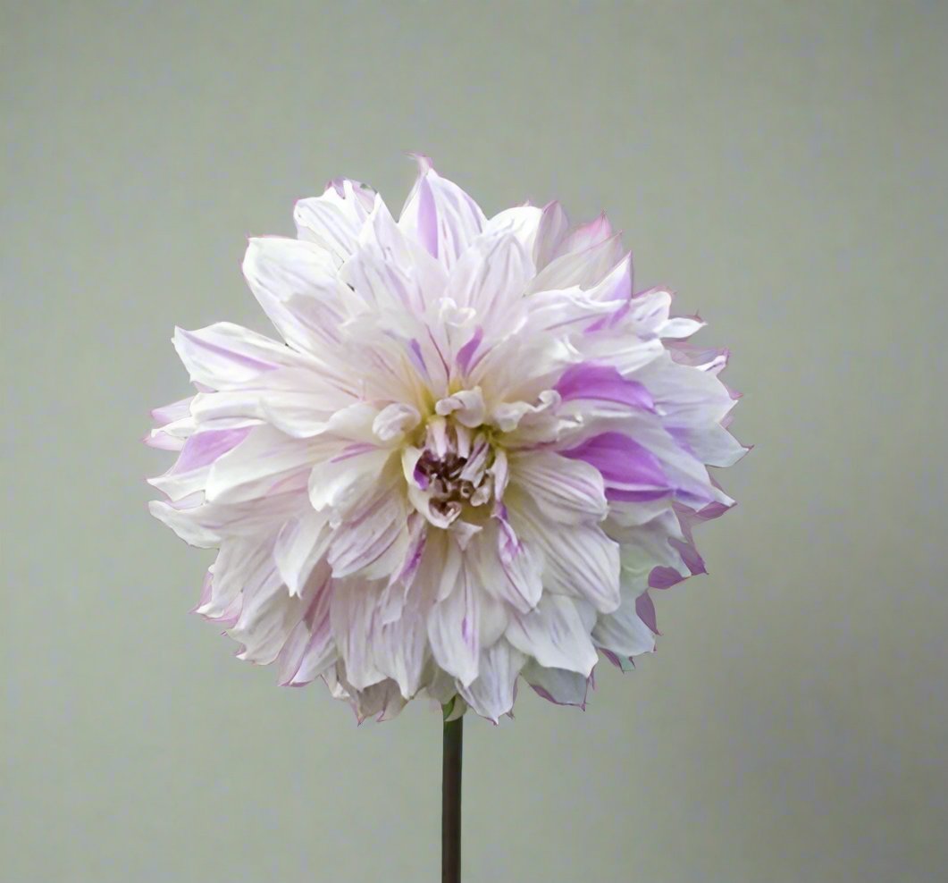 Giant Dahlia 'Mom's Special' blooms, perfect for summer and fall arrangements with their unique frosted and lilac hues.