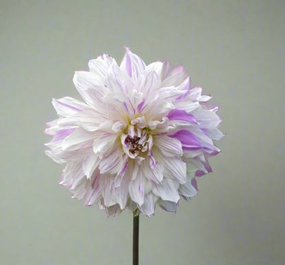 Giant Dahlia 'Mom's Special' blooms, perfect for summer and fall arrangements with their unique frosted and lilac hues.