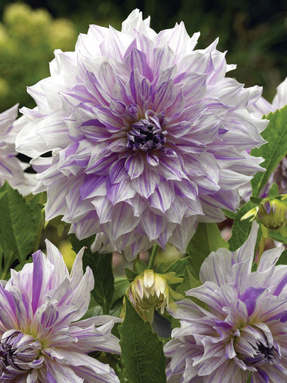 Dahlia 'Mom's Special' in bloom, featuring frosty white petals brushed with pale lilac stripes and soft, curling textures.