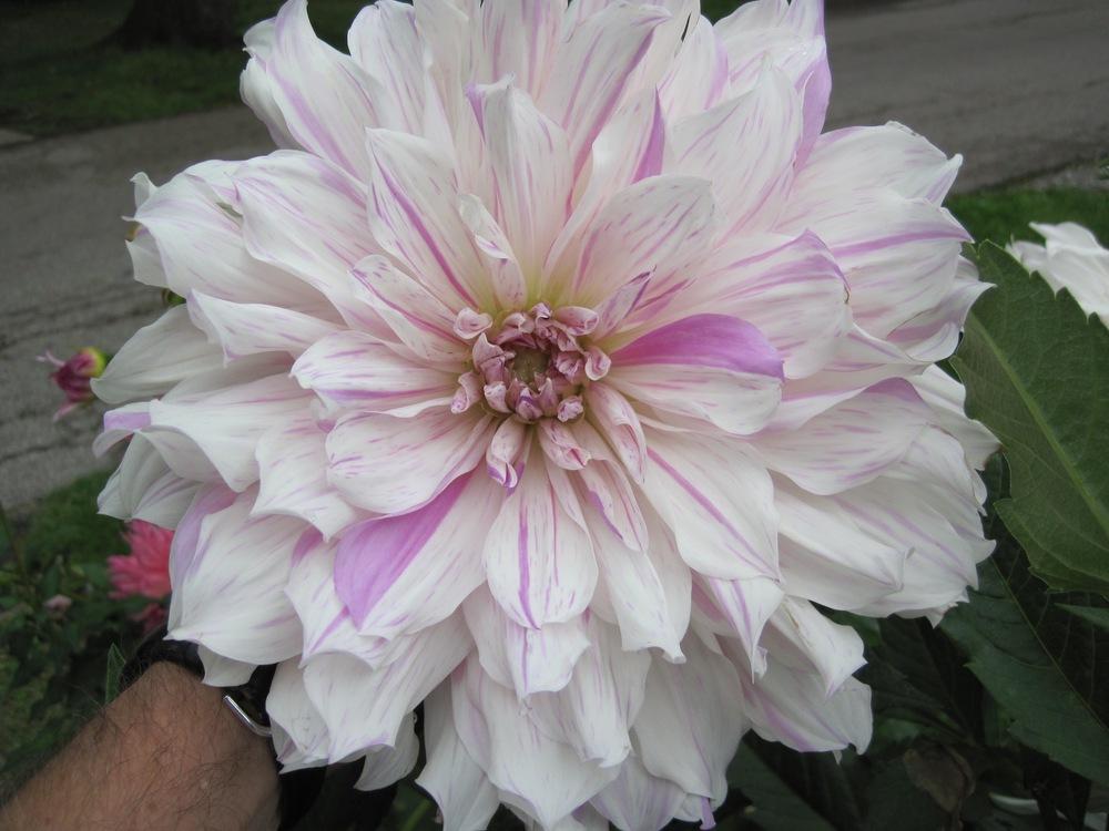 Close-up of Dahlia 'Mom's Special', highlighting its unique 8-inch blossoms with frosty white and lilac tones.