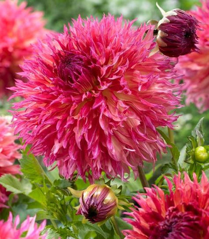 Myrtles Folly Dinnerplate Dahlia Bulb - PREORDER - Blue Buddha Farm