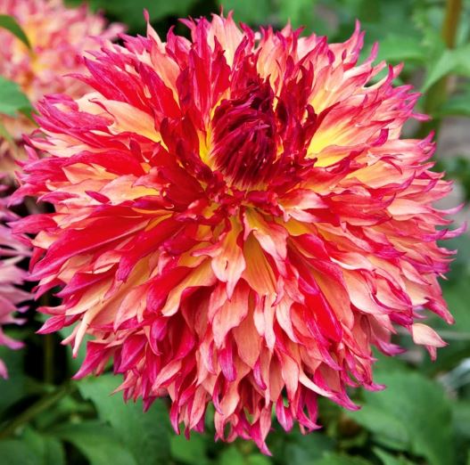 Myrtles Folly Dinnerplate Dahlia Bulb - PREORDER - Blue Buddha Farm