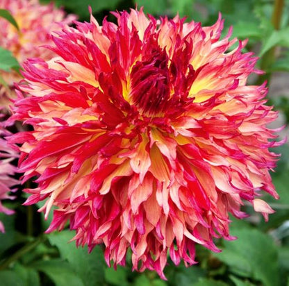 Myrtles Folly Dinnerplate Dahlia Bulb - PREORDER - Blue Buddha Farm