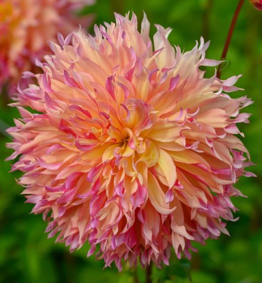 Myrtles Folly Dinnerplate Dahlia Bulb - PREORDER - Blue Buddha Farm