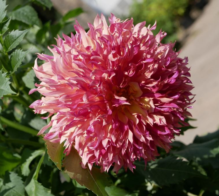 Myrtles Folly Dinnerplate Dahlia Bulb - PREORDER - Blue Buddha Farm