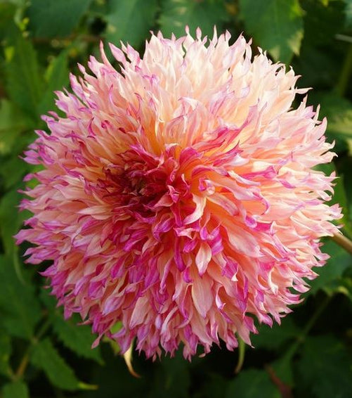 “Single Myrtle’s Folly Dahlia basking in sunlight, showcasing vibrant pink, coral, and yellow fringed petals glowing with warmth — Blue Buddha Farm.”