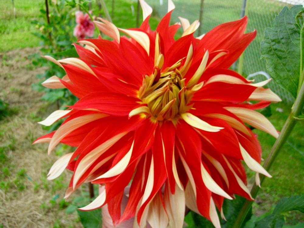 Nick Sr. Dinnerplate Dahlia Bulb - Blue Buddha Farm