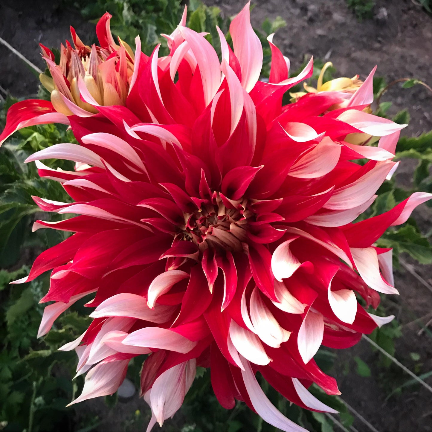 Nick Sr. Dinnerplate Dahlia Bulb - Blue Buddha Farm