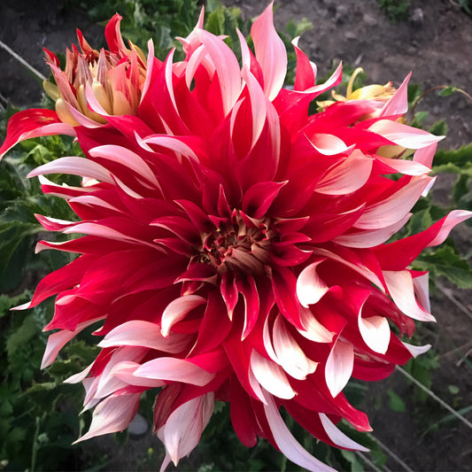 Nick Sr. Dinnerplate Dahlia Bulb - Blue Buddha Farm