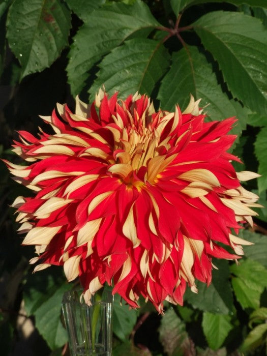 Nick Sr. Dinnerplate Dahlia Bulb - Blue Buddha Farm