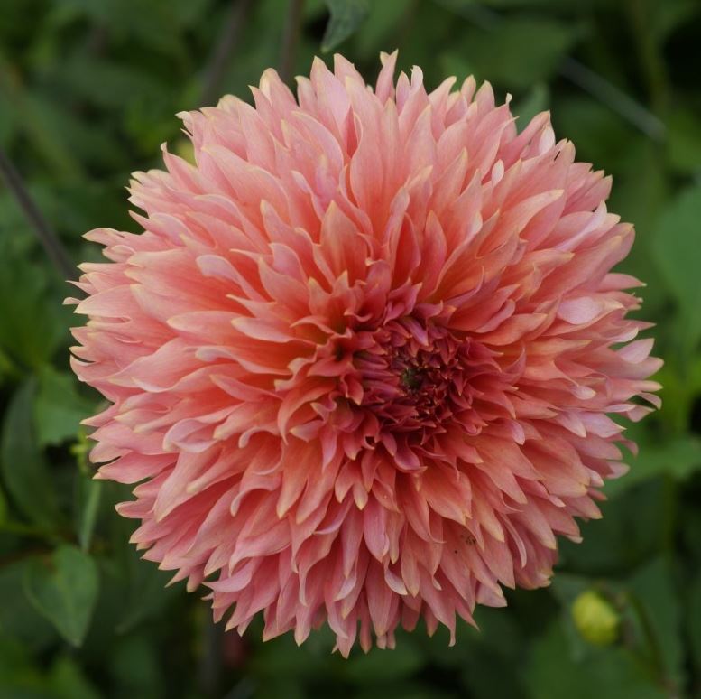 Orange Fubuki Dinnerplate Dahlia Bulb - Blue Buddha Farm