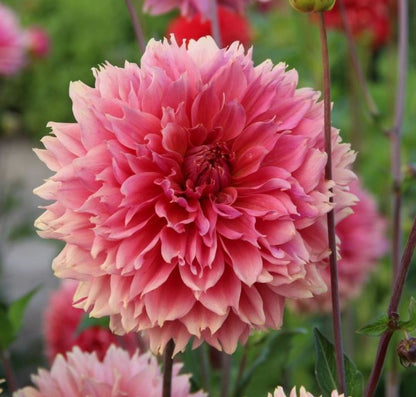 Orange Fubuki Dinnerplate Dahlia Bulb - Blue Buddha Farm