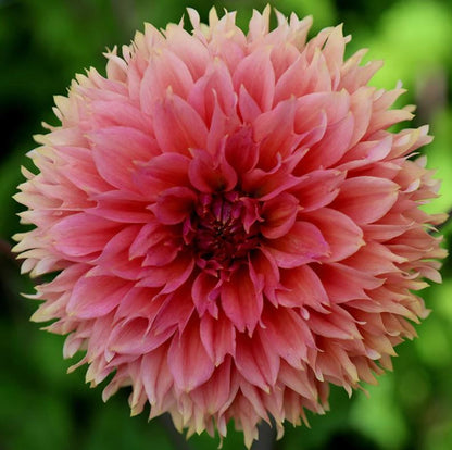 Orange Fubuki Dinnerplate Dahlia Bulb - Blue Buddha Farm