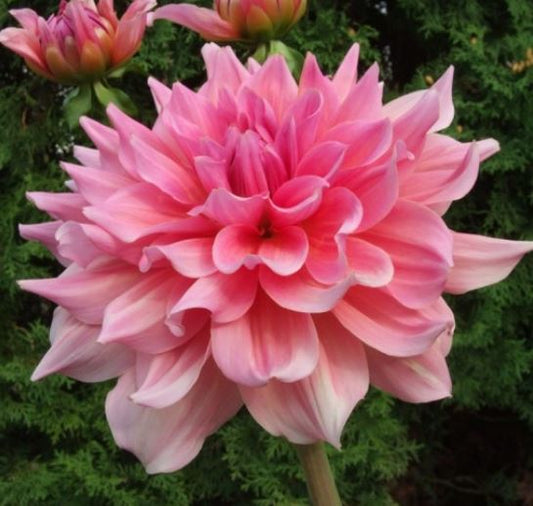 Otto's Thrill Dinnerplate Dahlia - Blue Buddha Farm