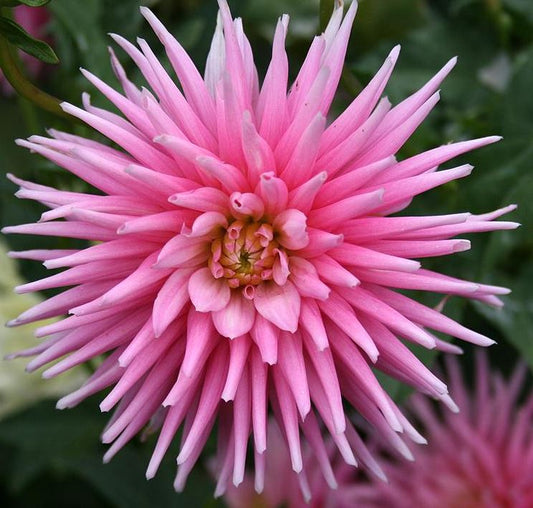 Park Princess Cactus Dahlia Bulb -in full bloom 