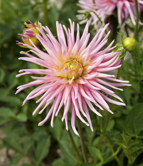 Park Princess Cactus Dahlia Bulb - Blue Buddha Farm