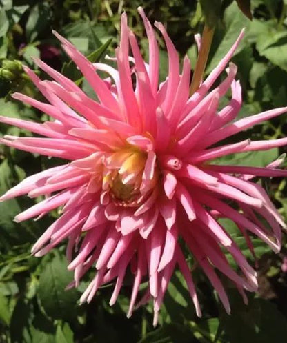 Park Princess Cactus Dahlia Bulb - Blue Buddha Farm