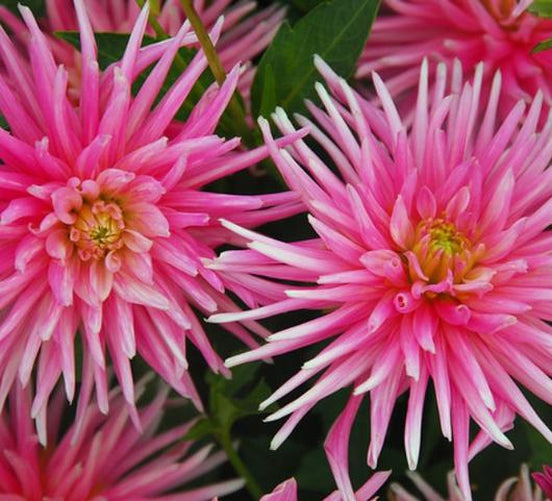 Park Princess Cactus Dahlia Bulb - Blue Buddha Farm